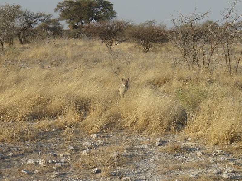 NAMIIA 2011 116.jpg